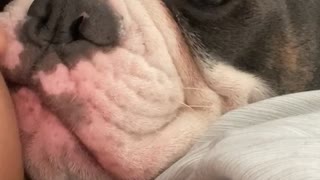 Adorable Bulldog Loudly Snoring While Cuddling