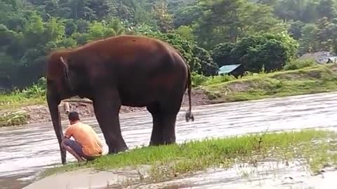 Just an elephant walking her human