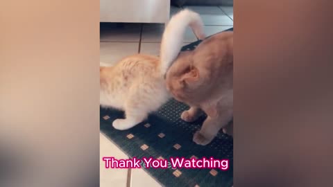 New Funny Cats and Dogs Videos Animals love