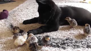 Puppy gently watches over cute turkey chicks