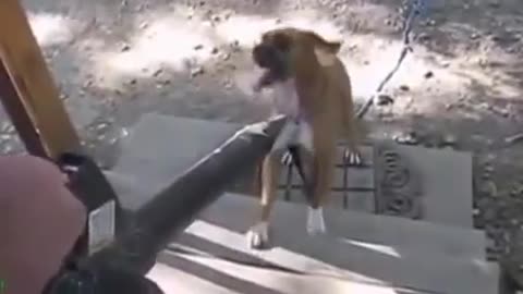 Watch and enjoy the best dog clips