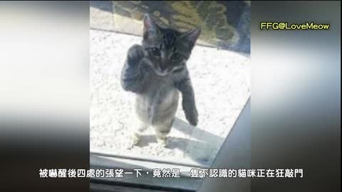 Stray cat reaches out to clap the door and knocks