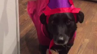 Black dog red costume purple hat