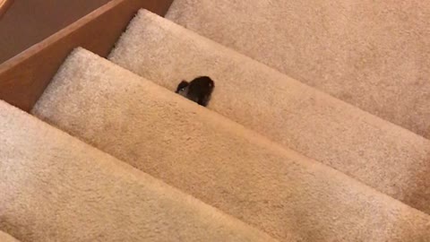 Duckling Hops Up Stairs