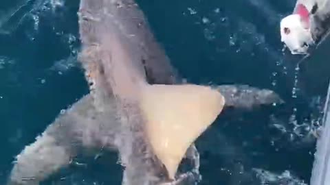 Shark eats go pro or fish 🐟