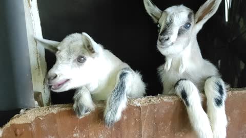 Newborn cubs of goat. Новорождённые козлята.