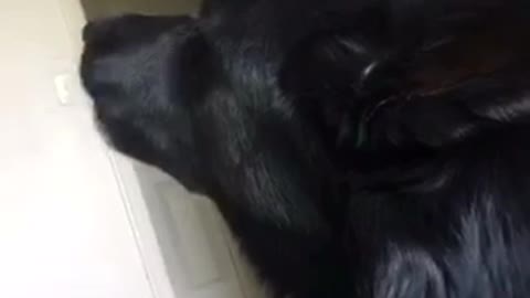 Black dog long howl