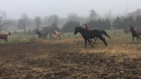 Horses running around in the pasture