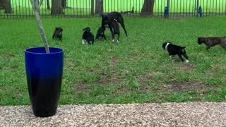 Boxer Puppies Play with Dad