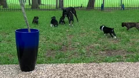 Boxer Puppies Play with Dad