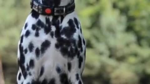 Cute one year old dalmatian doing tricks #shorts