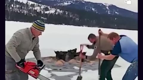 A group of beautiful humans saving a herd of drowning ELKS