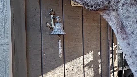 Horse Finds The Squirrel Feeder