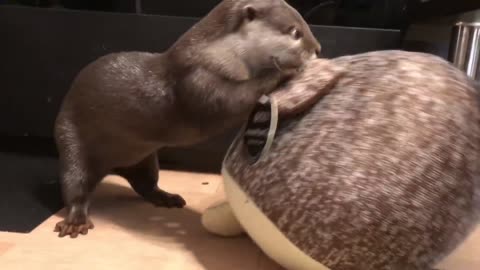 Otter Sakura is playing with her new doge friend ^^