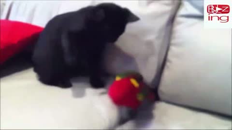 Parrots Give Each cats parrot fight 2022 video Other Kisses, Admire Their Reflections