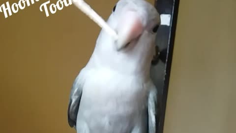 Making toothpick for hooman