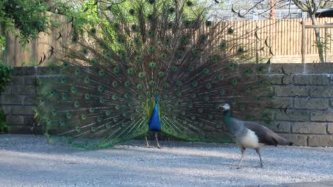 The mating dance of the peacock.