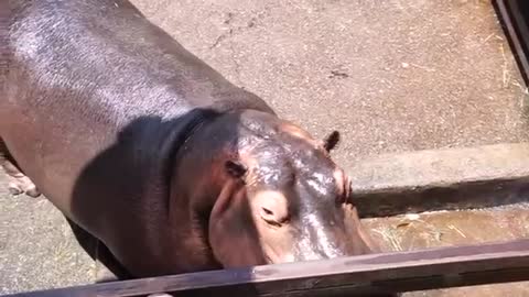 hippo chew watermelon