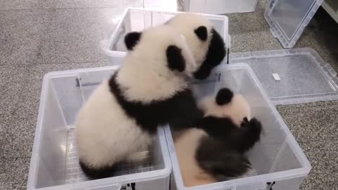 Three adorable baby pandas are playing