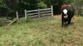When Cows Attack