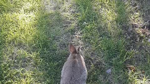 Watch this rabbit