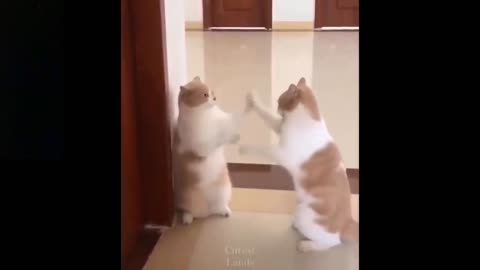 Cat fight funny video