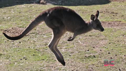 An Australian man is killed by a kangaroo in a rare fatal attack