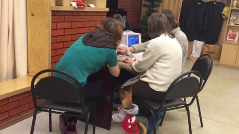 Concerned Dog Worries About Her Friend's Ultrasound