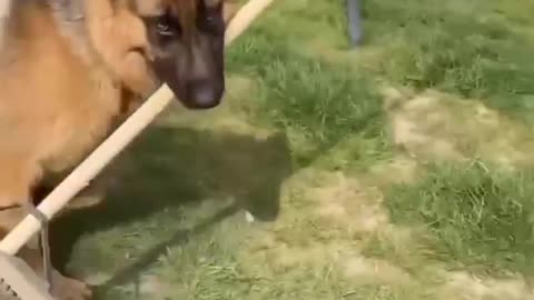 german shepherd - playing with a broom