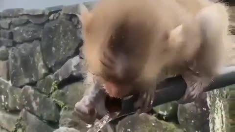 Monkey try to catch the water funny