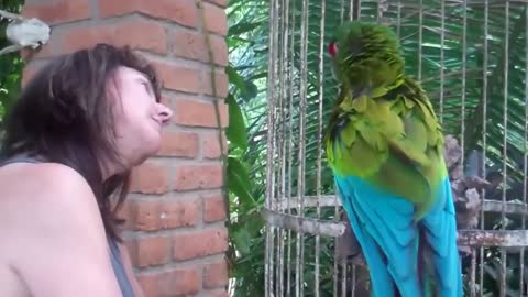 Funny, Angree Parrot Talking To Tourist