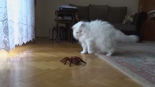 Gato reacciona de modo muy gracioso ante araña a control remoto