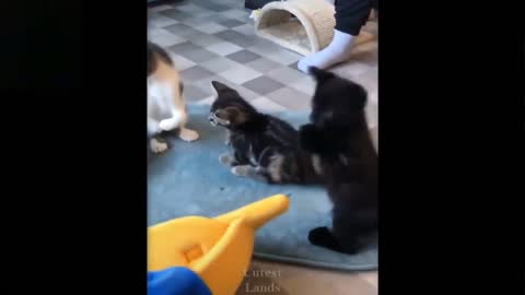 Interesting fights of cats