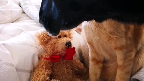 A dog takes a soft toy from cat.
