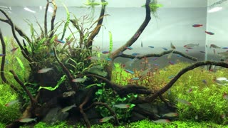 Fish Swimming in a Planted Freshwater Aquarium