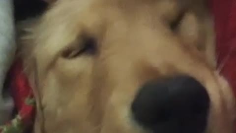 Adorable puppy snoring funny