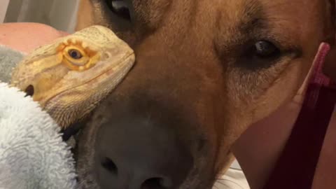 Dog and Bearded Dragon Are Besties