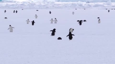 Lots and lots of penguins running very cute