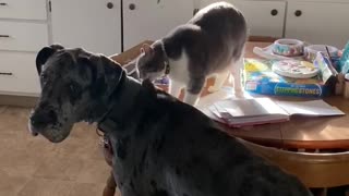 Kitty Cat cleaning her Great Dane