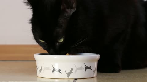 Black Cat Eating