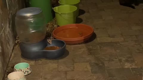 Little Opossums Raiding The Cat Food