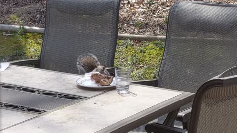 Squirrel Stealing a Sandwich