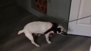 Dog getting pulled by a leash