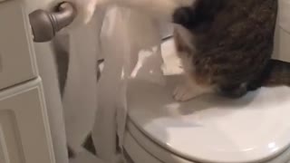 Cat totally decimates entire roll of toilet paper