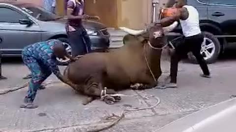 Short video of a cow who hit a man nearly to death