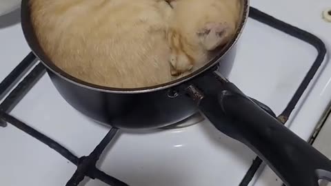 Cat Takes a Nap in Cookware