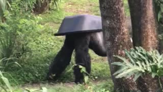 Gorilla Wears A Hat, Another Is In A Tree