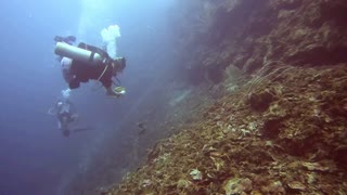 Roatan Island Moray Eel Encounter