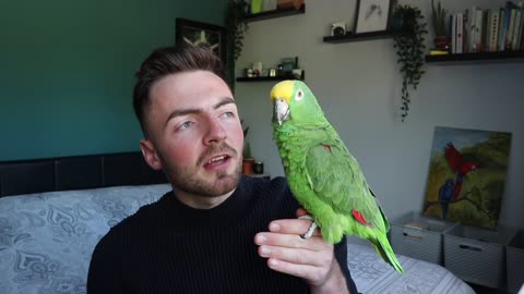 Crazy talking parrot"how to train your parrot to talk on cue !!!