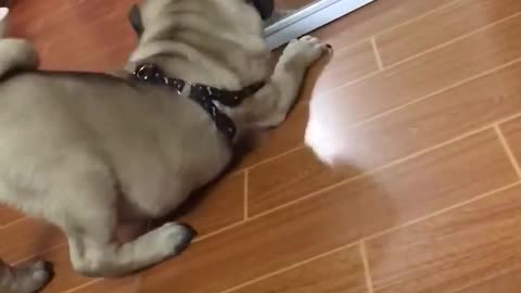 The dog learns through the mirror